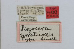 Piezocera serraticollis by the Smithsonian. Used under a CC0 license.