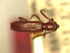 Piezocera serraticollis by the Smithsonian. Used under a CC0 license.