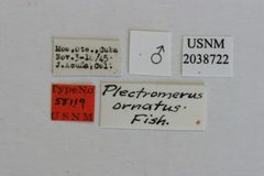 Plectromerus ornatus by the Smithsonian. Used under a CC0 license.