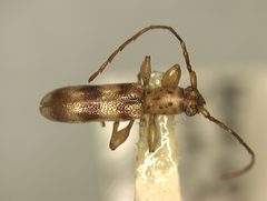 Plectromerus ornatus by the Smithsonian. Used under a CC0 license.