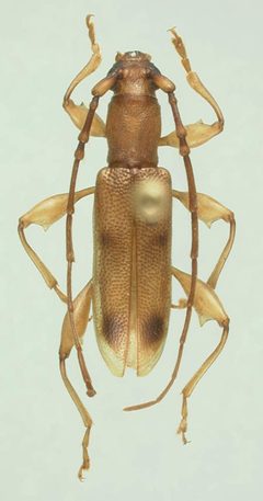 Plectromerus turnbowi by the Smithsonian. Used under a CC0 license.