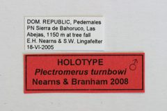 Plectromerus turnbowi by the Smithsonian. Used under a CC0 license.