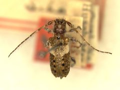 Pogonocherus arizonicus by the Smithsonian. Used under a CC0 license.