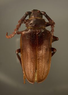 Prionus californicus mots. ovipennis by the Smithsonian. Used under a CC0 license.