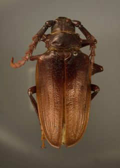 Prionus californicus mots. ovipennis by the Smithsonian. Used under a CC0 license.