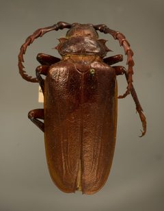Prionus californicus mots. compar by the Smithsonian. Used under a CC0 license.