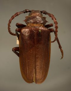 Prionus californicus mots. compar by the Smithsonian. Used under a CC0 license.