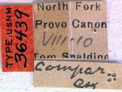 Prionus californicus mots. compar by the Smithsonian. Used under a CC0 license.