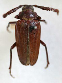Prionus (Neopolyarthron) cuneatus by the Smithsonian. Used under a CC0 license.