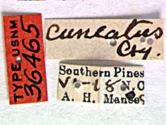Prionus (Neopolyarthron) cuneatus by the Smithsonian. Used under a CC0 license.