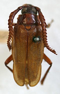 Prionus (Neopolyarthron) debilis by the Smithsonian. Used under a CC0 license.