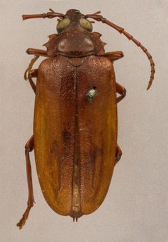 Prionus pocularis prolixus by the Smithsonian. Used under a CC0 license.
