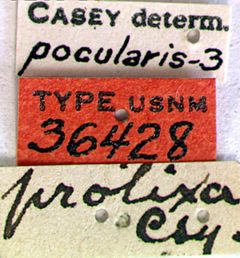 Prionus pocularis prolixus by the Smithsonian. Used under a CC0 license.