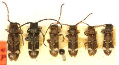 Psenocerus supernotatus var. funebris by the Smithsonian. Used under a CC0 license.