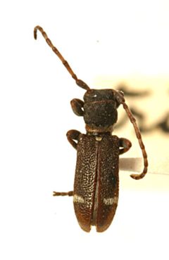 Psenocerus tristis by the Smithsonian. Used under a CC0 license.