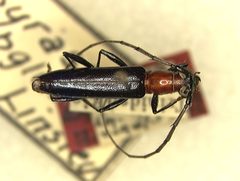 Psyrassa subglabra by the Smithsonian. Used under a CC0 license.
