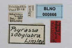 Psyrassa subglabra by the Smithsonian. Used under a CC0 license.