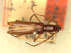 Psyrassa texana by the Smithsonian. Used under a CC0 license.
