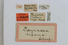 Psyrassa texana by the Smithsonian. Used under a CC0 license.