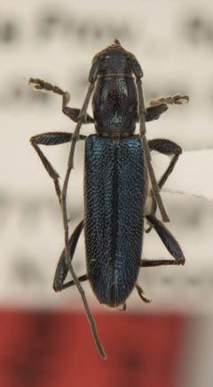 Psyrassa woodleyi by the Smithsonian. Used under a CC0 license.