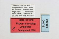 Psyrassa woodleyi by the Smithsonian. Used under a CC0 license.