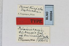 Purpuricenus budensis trimaculicollis by the Smithsonian. Used under a CC0 license.