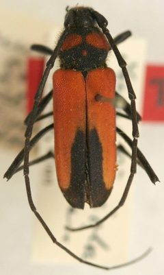 Purpuricenus budensis trimaculicollis by the Smithsonian. Used under a CC0 license.