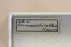 Purpuricenus budensis trimaculicollis by the Smithsonian. Used under a CC0 license.