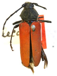 Purpuricenus lecontei by the Smithsonian. Used under a CC0 license.