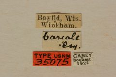 Rhagium boreale by the Smithsonian. Used under a CC0 license.