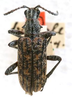 Rhagium boreale by the Smithsonian. Used under a CC0 license.