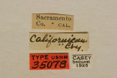 Rhagium californicum by the Smithsonian. Used under a CC0 license.