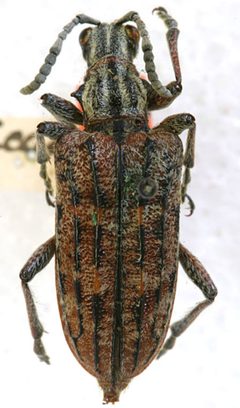 Rhagium mexicanum by the Smithsonian. Used under a CC0 license.