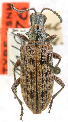 Rhagium parvicorne by the Smithsonian. Used under a CC0 license.