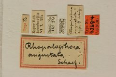 Rhopalophora angustata by the Smithsonian. Used under a CC0 license.