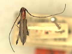 Rhopalophora angustata by the Smithsonian. Used under a CC0 license.