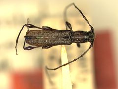 Rhopalophora bicolorella by the Smithsonian. Used under a CC0 license.