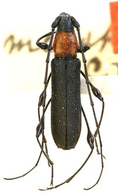 Rhopalophora meeskei by the Smithsonian. Used under a CC0 license.