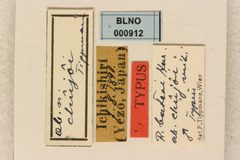 Rosalia batesi chujoi by the Smithsonian. Used under a CC0 license.