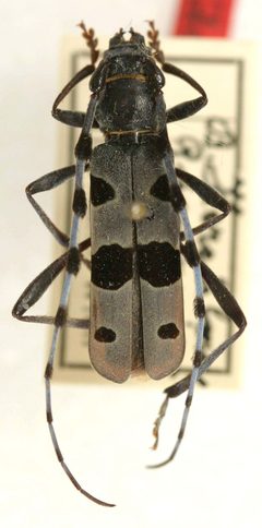 Rosalia batesi nigricollis by the Smithsonian. Used under a CC0 license.
