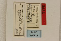 Rosalia batesi nigricollis by the Smithsonian. Used under a CC0 license.