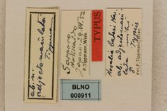 Rosalia batesi adjectomaculata by the Smithsonian. Used under a CC0 license.