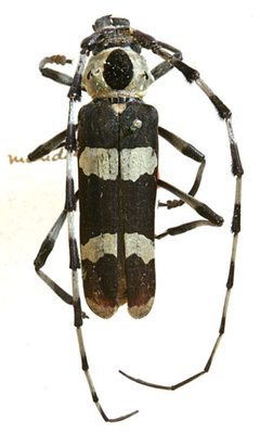Rosalia funebris mandibularis by the Smithsonian. Used under a CC0 license.