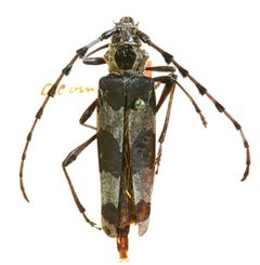 Rosalia funebris acomana by the Smithsonian. Used under a CC0 license.
