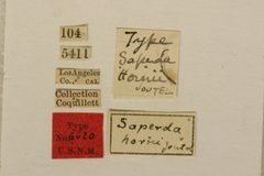 Saperda (Saperda) horni by the Smithsonian. Used under a CC0 license.