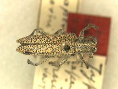Saperda (Saperda) horni by the Smithsonian. Used under a CC0 license.