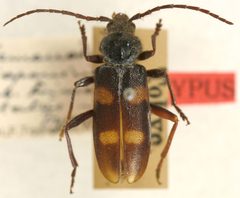 Semanotus japonicus trimaculatus by the Smithsonian. Used under a CC0 license.