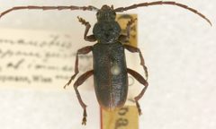 Semanotus japonicus var. immaculatus by the Smithsonian. Used under a CC0 license.