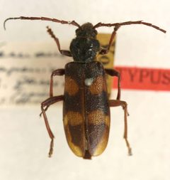 Semanotus japonicus fasciatus by the Smithsonian. Used under a CC0 license.