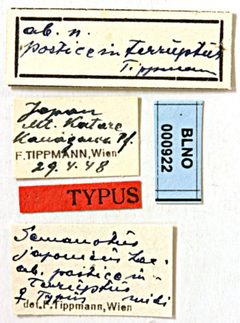 Semanotus japonicus posticeinterruptus by the Smithsonian. Used under a CC0 license.
